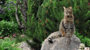 Cat Sitting on a Stone
