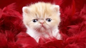 Persian Kitten in Red Feathers