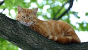 Red Cat on a Tree