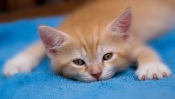 Red Kitten Tired