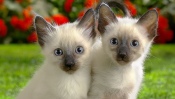 Siamese Kittens