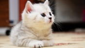 White Fluffy Kitten