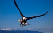 Bald Eagle at Hunt