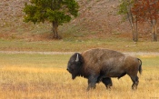 Bison in the Field