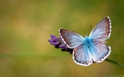 Blue Butterfly