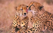 Cheetahs