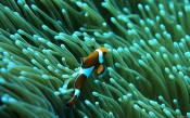 Clown Fish