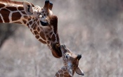 Giraffe and Cub