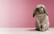 Gray Rabbit on a Pink Background