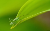 Green Grasshopper