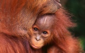 Orangutan Cub with Mum