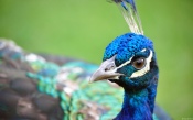 Peacock Closeup