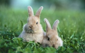 Rabbits