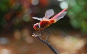 Red Dragonfly