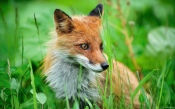Red Fox in the Green Grass