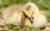 Sleep Duckling