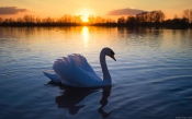 Swan at Sunset