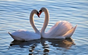 Swan Love