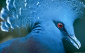 The Crowned Pigeon