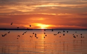 Birds at Sunset