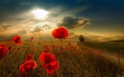 Poppy Field in the Sun