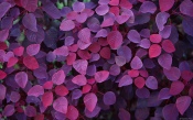 Purple Leaves