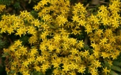 Small Yellow Flowers