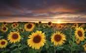 A Field of Sunflowers, in Franconia, Germany