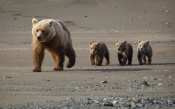 Bear with Cubs