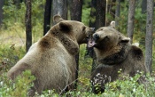 Bears in the Forest