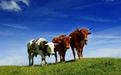 Bulls in a Pasture