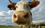 Cow Face