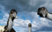 Curious Ostrich