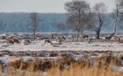 Deer Graze