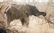 Elephant with Tusks