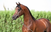 Gorgeous Brown Horse