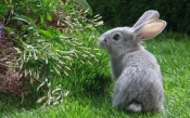 Gray Rabbit on the Grass