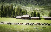 Herd of Horses