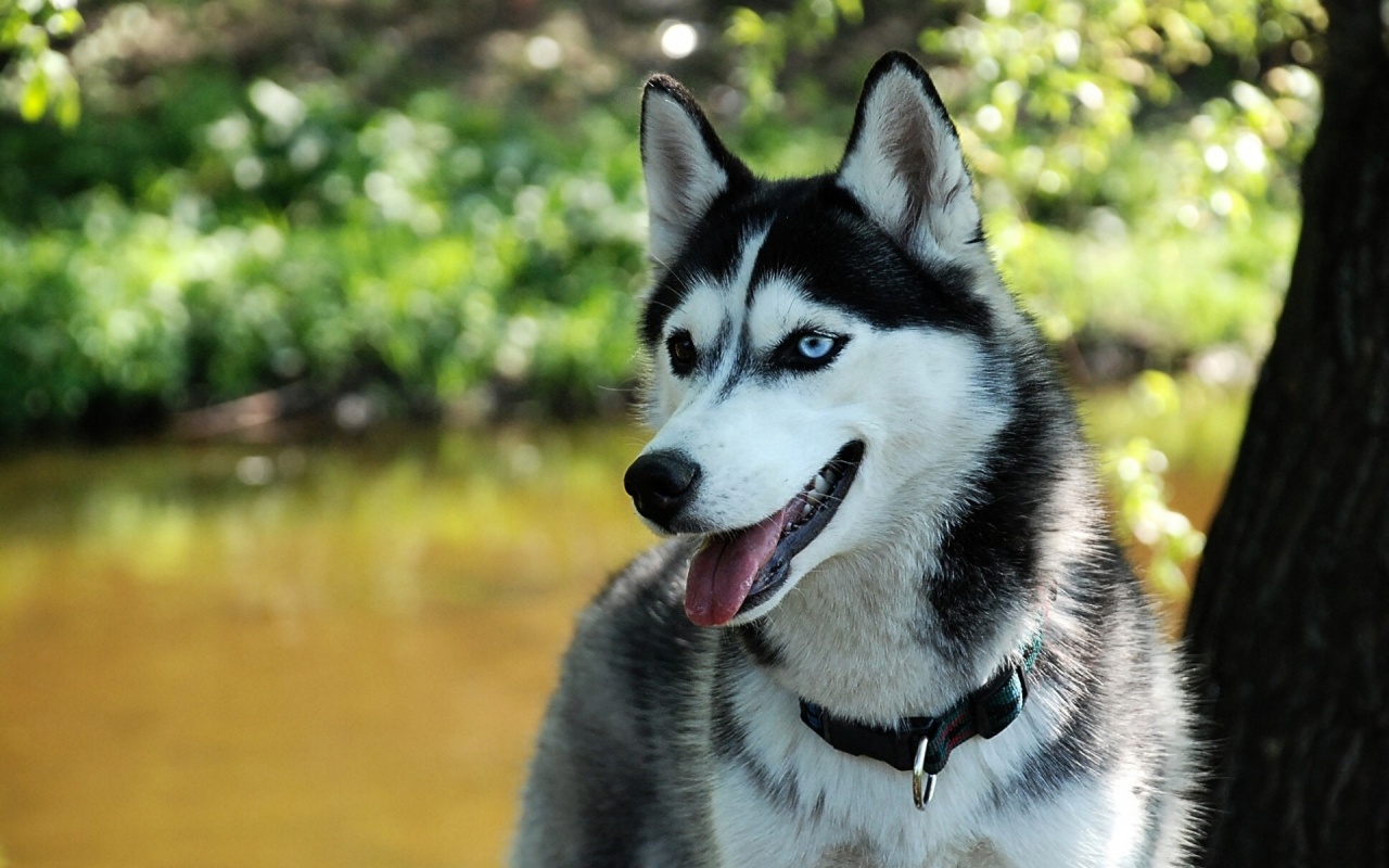 Husky on a Leash