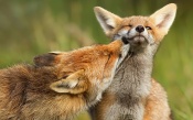 Love Foxes
