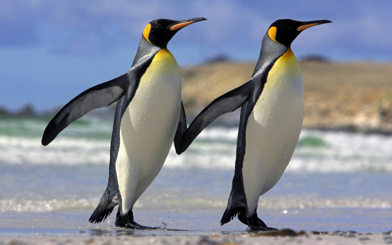 Pair of Penguins