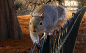 Squirrel on the Fence