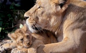 Lioness with Cub