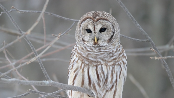 Owl on a Tree