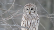 Owl on a Tree