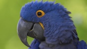 Blue Parrot