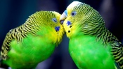 Budgerigars