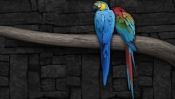 Parrots on a Branch