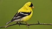 American Goldfinch