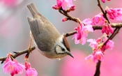 Bird on a Flowering Tree